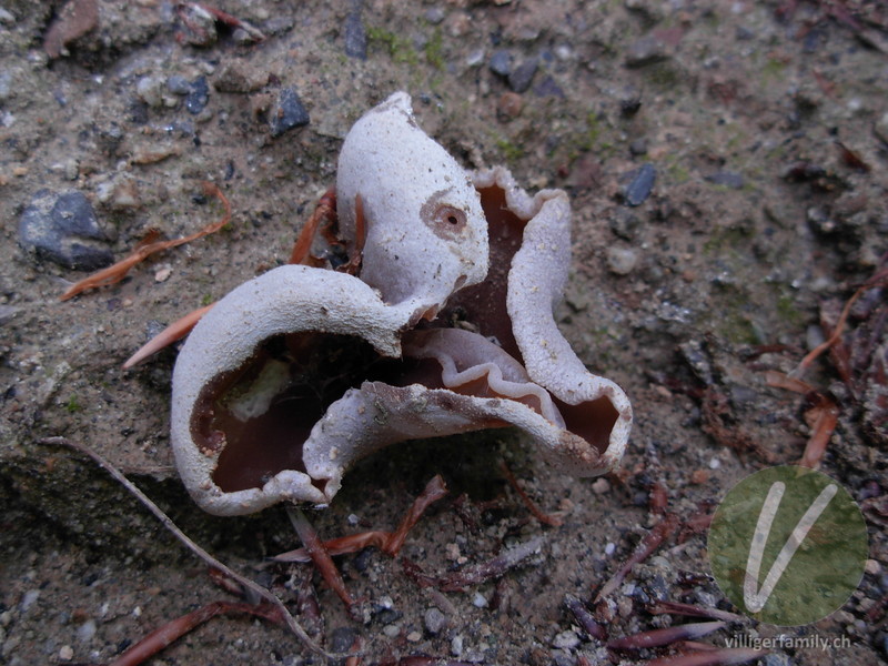 Buchenwald-Becherling: Übersicht